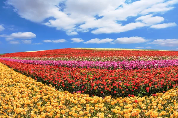 Field of red and yellow garden buttercups — Stock Photo, Image