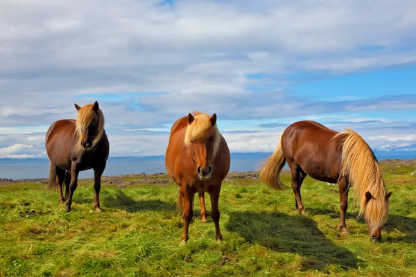 Tre Islandshästar — Stockfoto