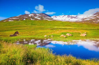  Small lake and beautiful Icelandic horse