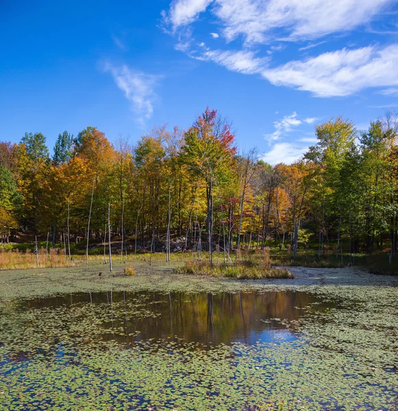 Lake in the autumn park — Stock Photo, Image