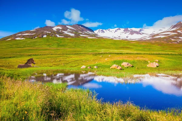 Small lake and beautiful Icelandic horse — Zdjęcie stockowe