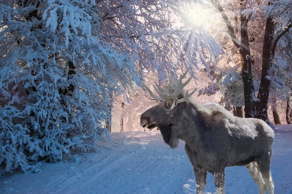 Winter forest and moose — Stockfoto