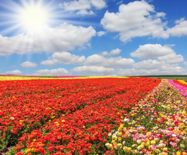 Kırmızı ve sarı bahçe ranunculus