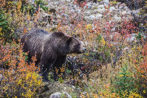 Grande orso bruno — Foto Stock