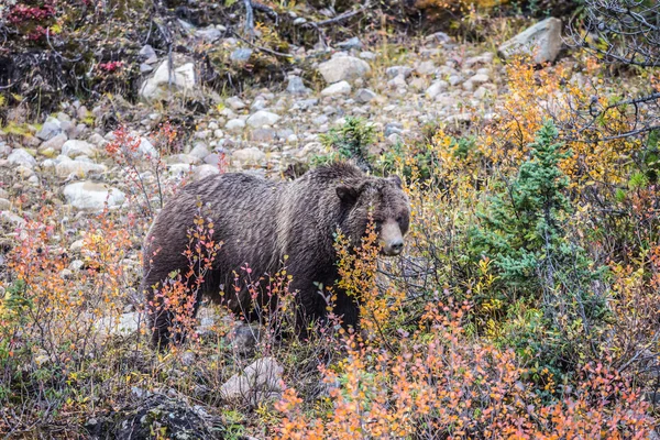 Большой медведь ищет камни — стоковое фото