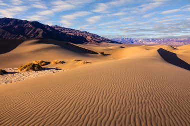 Barhanlar arasında küçük çalılar