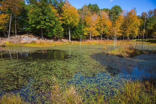 Красивое озеро с водными растениями — стоковое фото