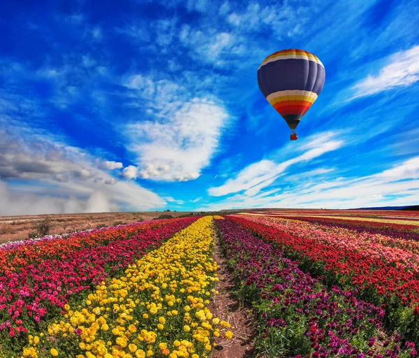 Ampio campo di ranuncoli colorati — Foto Stock