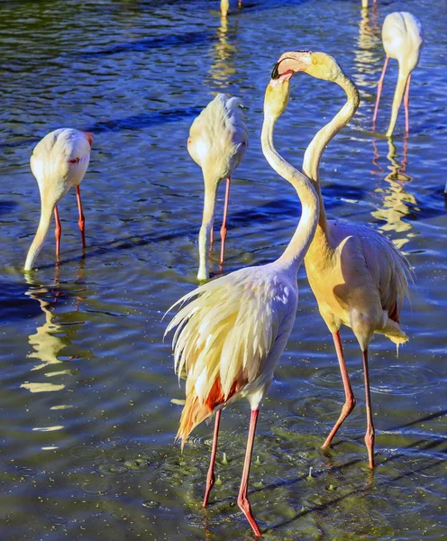 Pembe flamingolar birbirleriyle iletişim kurarlar — Stok fotoğraf