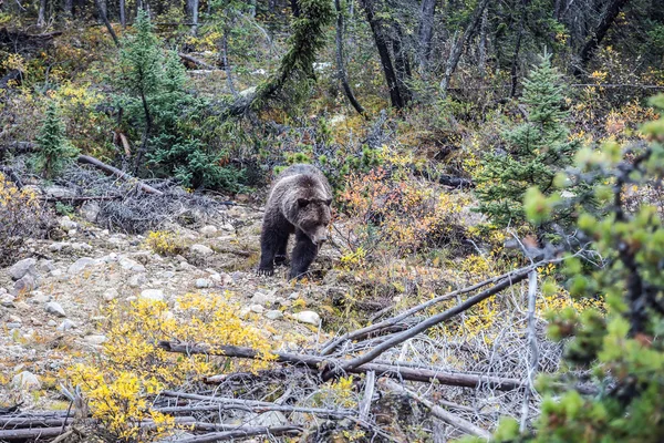 Urso anda em busca de comida — Fotografia de Stock