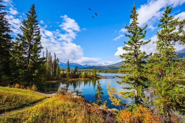 Pyramid Lake bland tallar och granar — Stockfoto