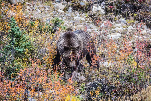 Grande orso in cerca di noci — Foto Stock