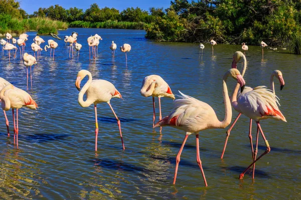 Flock bedårande Flamingos — Stockfoto