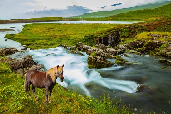 Pasto de cavalo em costa de cachoeira — Fotografia de Stock