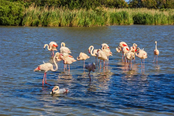 Stor flock rosa flamingos — Stockfoto