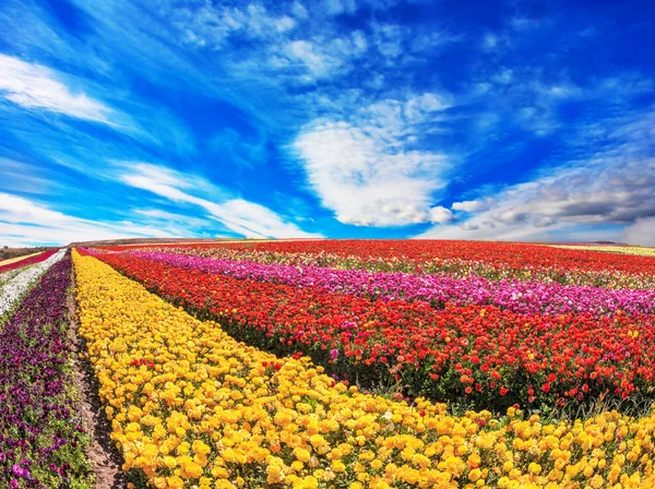 Riesige Felder mit Ranunkeln im Garten — Stockfoto