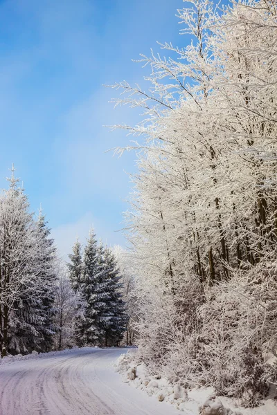 Straße im verschneiten Wald — Stockfoto