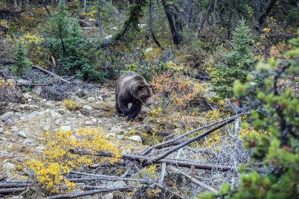 Urso pardo grande — Fotografia de Stock