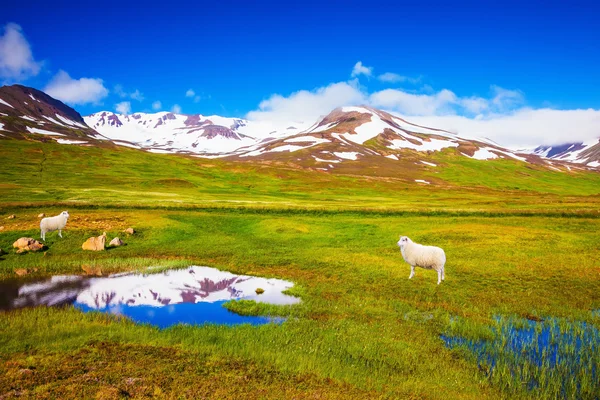 Białe owce islandzkie — Zdjęcie stockowe