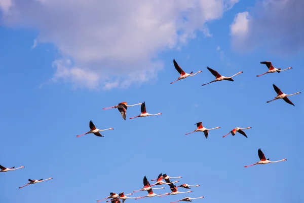 一大群粉红色的火烈鸟 — 图库照片