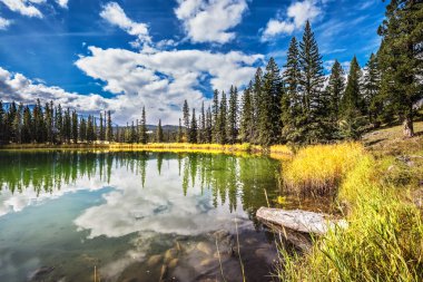 ormanla çevrili yüzeysel göl