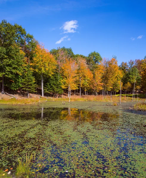 Schattig zoölogisch Park — Stockfoto