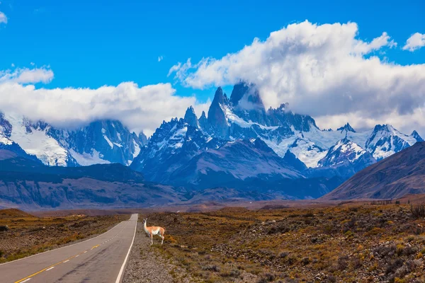 Góra Fitzroy i Guanaco — Zdjęcie stockowe