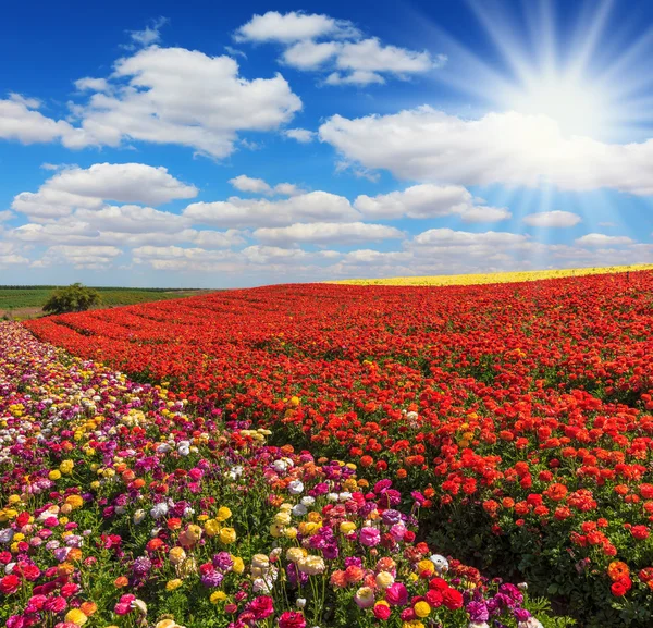 Frühlingssonne erhellt Feld in Israel — Stockfoto