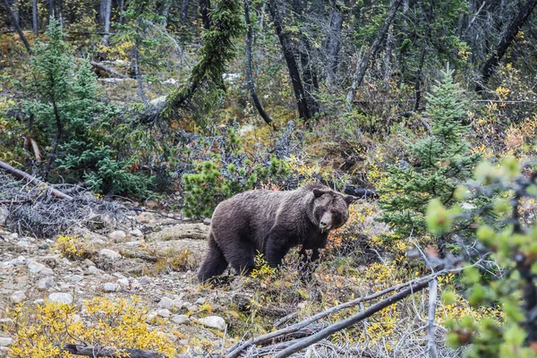 Nagy barna medve keres makk — Stock Fotó