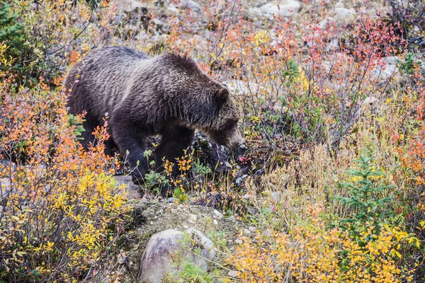 Orso bruno in cerca di ghiande — Foto Stock