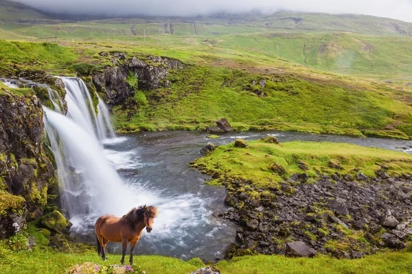 在瀑布岸上放牧的马 — 图库照片