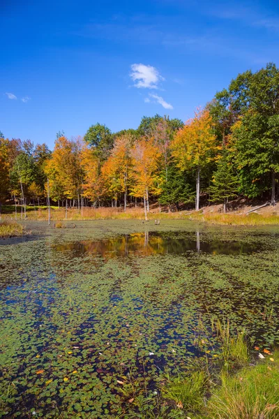 Warme herfst park — Stockfoto