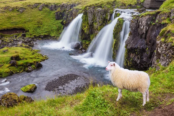 White sheep grazing near the waterfall — ストック写真