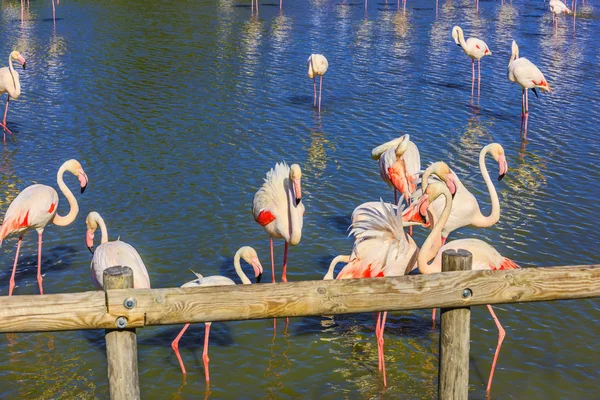 Pembe büyüleyici flamingolar — Stok fotoğraf