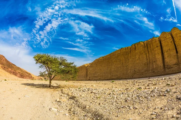 Albero deserto di Ombrelli Acacia — Foto Stock