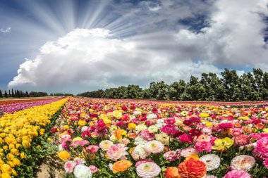 Bahar çiçekli düğünçiçekleri 