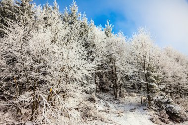  Orman sabah güneş yılbaşı 
