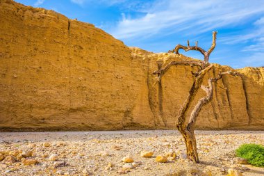 Hayali kavisli ağaç