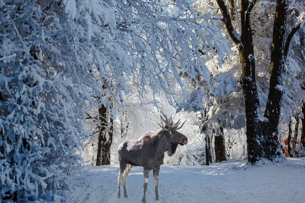 Prachtige Moose gingen voor wandeling — Stockfoto