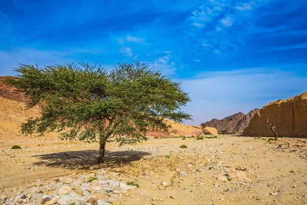 Árvore Deserto Acacia tortilis — Fotografia de Stock