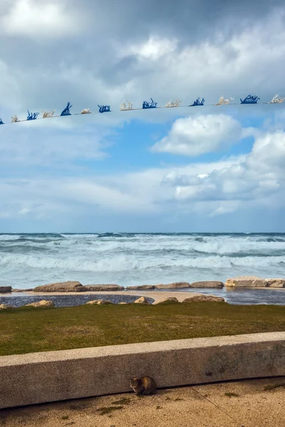 Gato y fuerte viento marino —  Fotos de Stock