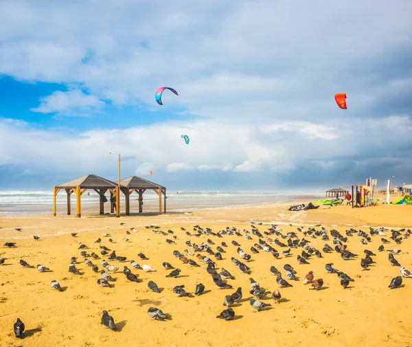 Grande rebanho de pombos na areia — Fotografia de Stock