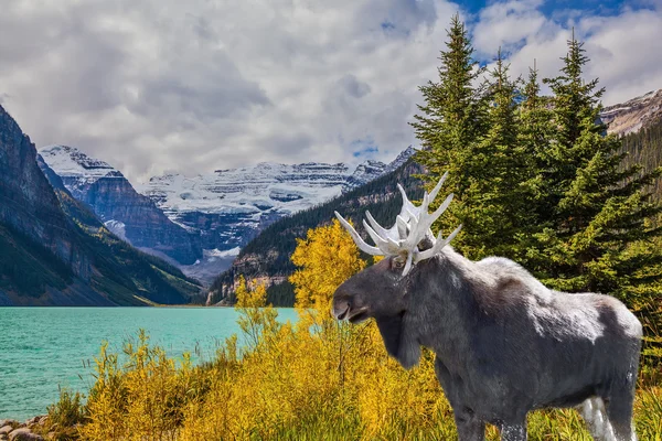 Magnificent Moose went for walk — Stock Photo, Image