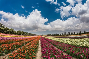 Bahçe düğünçiçekleri parlak çizgiler büyüyen