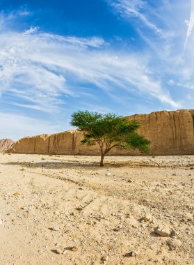 Ağaç Umbrellata Akasya 