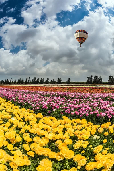 Balão voa sobre campo de flores — Fotografia de Stock