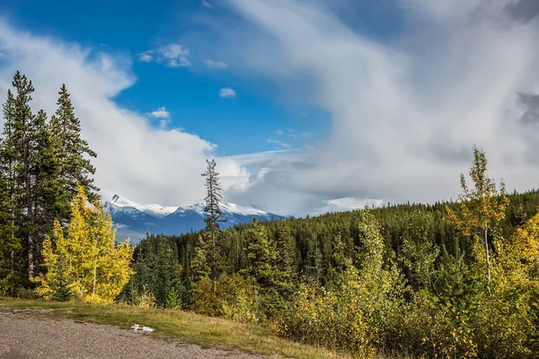 Lado de la carretera entre los bosques —  Fotos de Stock