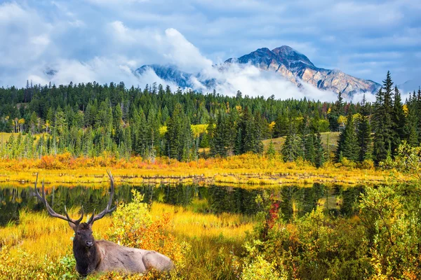 Красный олень с разветвлёнными рогами — стоковое фото