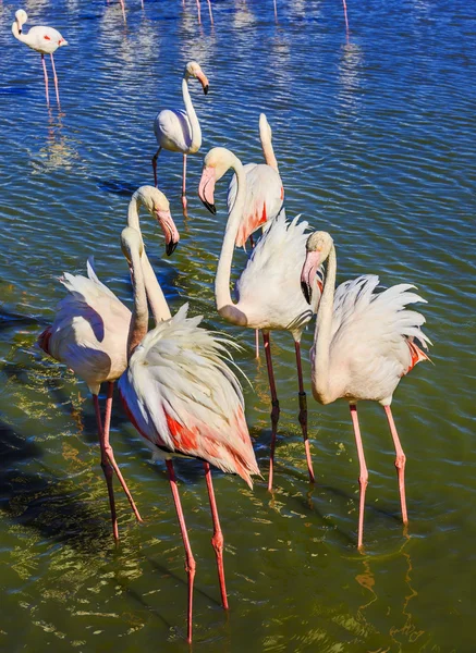 Aves exóticas pitorescas — Fotografia de Stock