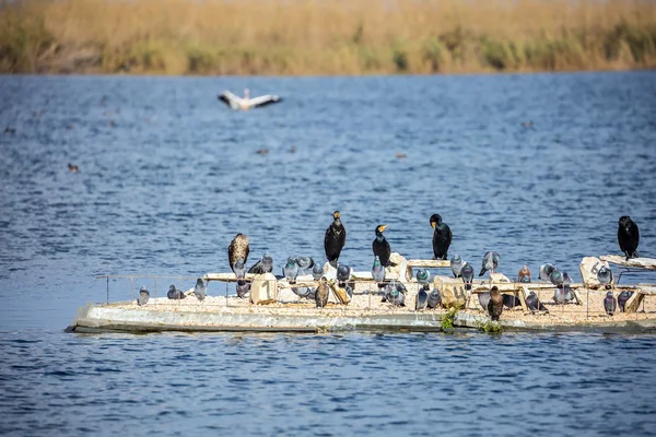 Manada de aves acuáticas en el lago Hula — Foto de Stock